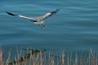 Above the Great Blue Heron