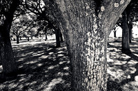 Battery Park Trees