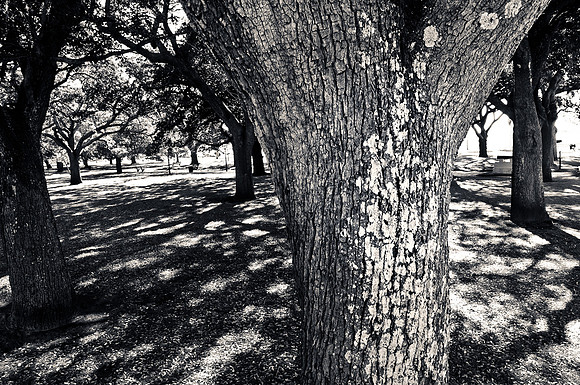 Battery Park Trees
