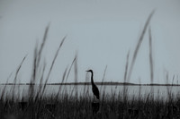 Great Blue Heron Watching the Ashley River