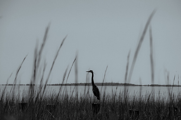 Great Blue Heron Watching the Ashley River