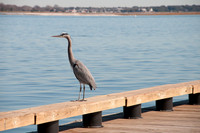 Great Blue Heron Perch