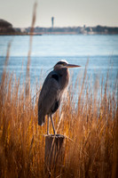 Great Blue Heron Waiting