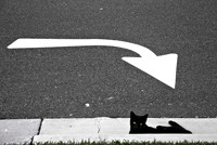 Cat's Fault