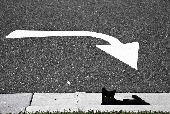 Cat's Fault