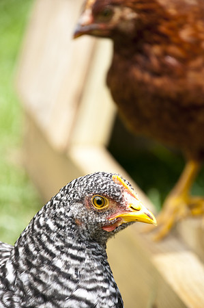 Sparra Farm 070