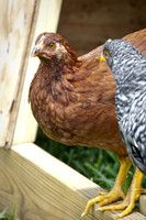 Sparra Farm 111