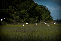 Marsh Takeoff