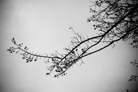 Davidian Branches