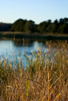 By the Lake